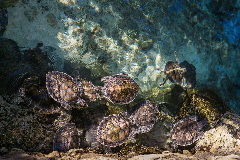 Tortugas marinas